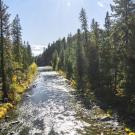 a view of a river surrounded by conifers and fir