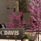 UC Davis sign next to trees with pink flowers