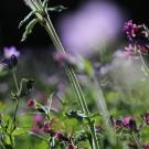 a close up of purple wildflowers