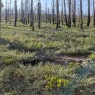 a forest with tall grass and sparse tree coverage